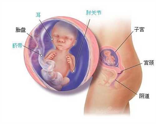 吕进峰代生站：胎儿双肾分离暗区是什么啊
