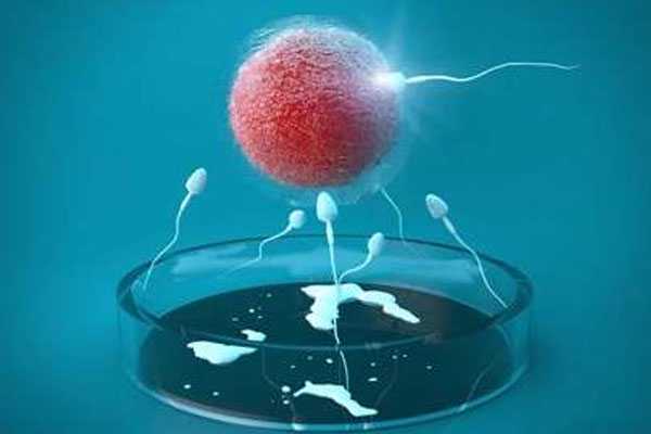 精子质量影响受孕成功率，如何提高精子质量？